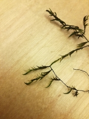 Drepanocladus