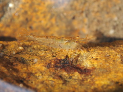 Caridina cantonensis