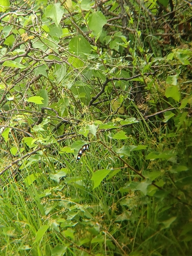 Danaid Eggfly