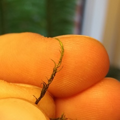 Drepanocladus