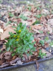 Senecio vulgaris