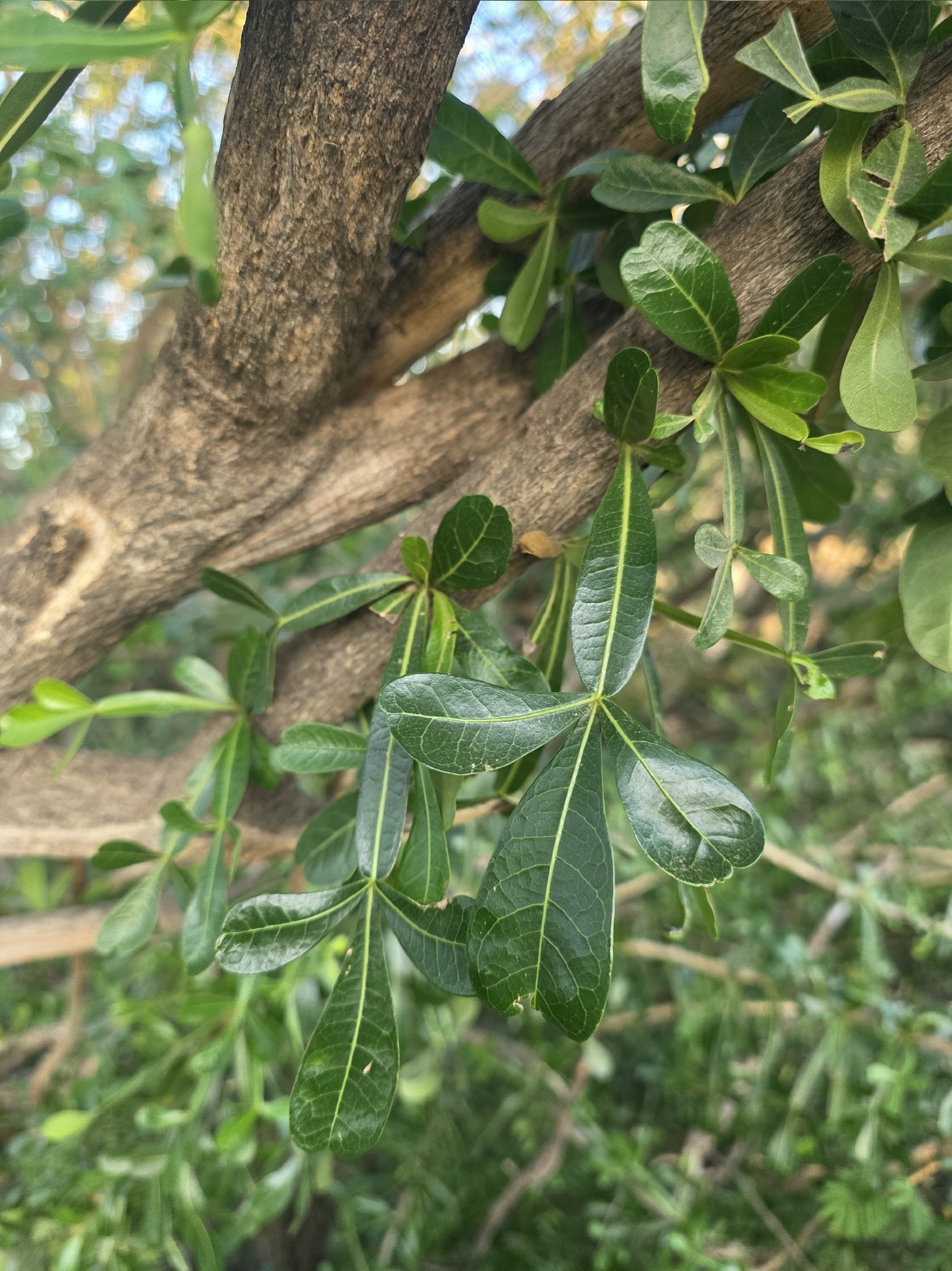 Winged Calabash (Crescentia alata)