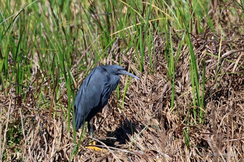 iNaturalist: (c) sandilombard, some rights reserved (CC BY-NC), uploaded by sandilombard iNaturalist image