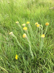Helichrysum auriceps