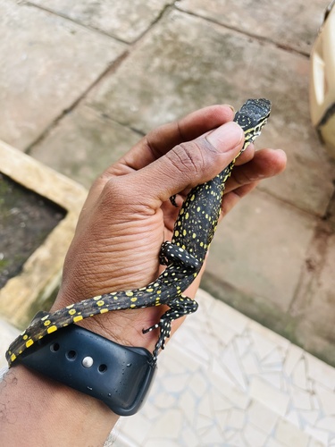 Nile Monitor