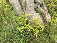 Cyperus albostriatus