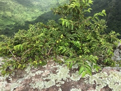Vangueria macrocalyx