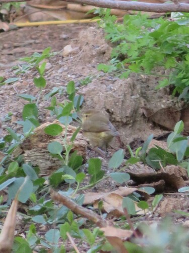 Avistamiento Mosquitero Común