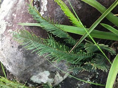 Pellaea pectiniformis