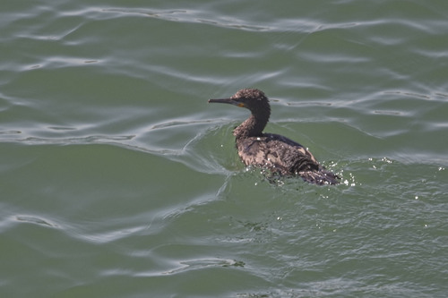Cape Cormorant (Phalacrocorax capensis), photo 5