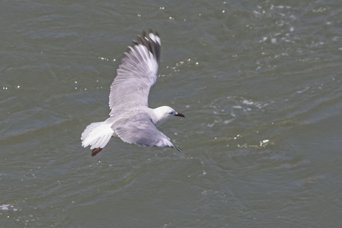 Hartlaub's Gull (Chroicocephalus hartlaubii), photo 6