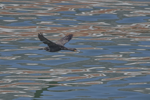 Cape Cormorant (Phalacrocorax capensis), photo 6