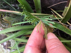 Pellaea pectiniformis