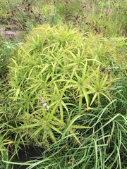 Cyperus albostriatus