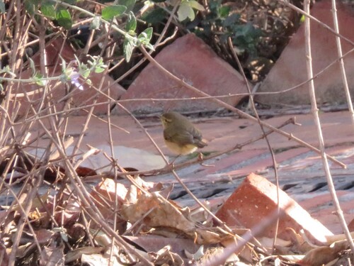 Avistamiento Mosquitero Común