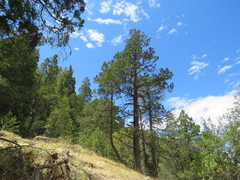 Austrocedrus chilensis