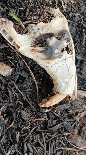 Podolsk Mole Rat