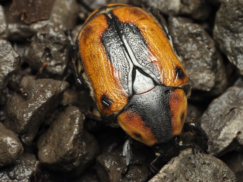 Chondropyga from Melbourne VIC, Australia on February 20, 2026 at 11:22 ...