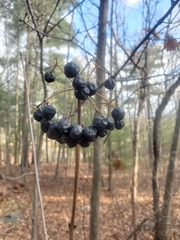 Viburnum acerifolium