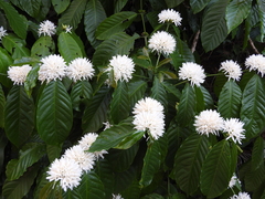 Coffea canephora