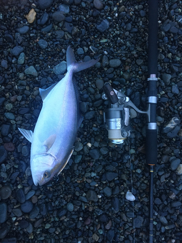 Amberjack