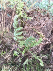 Tanacetum vulgare