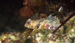 Synchiropus morrisoni