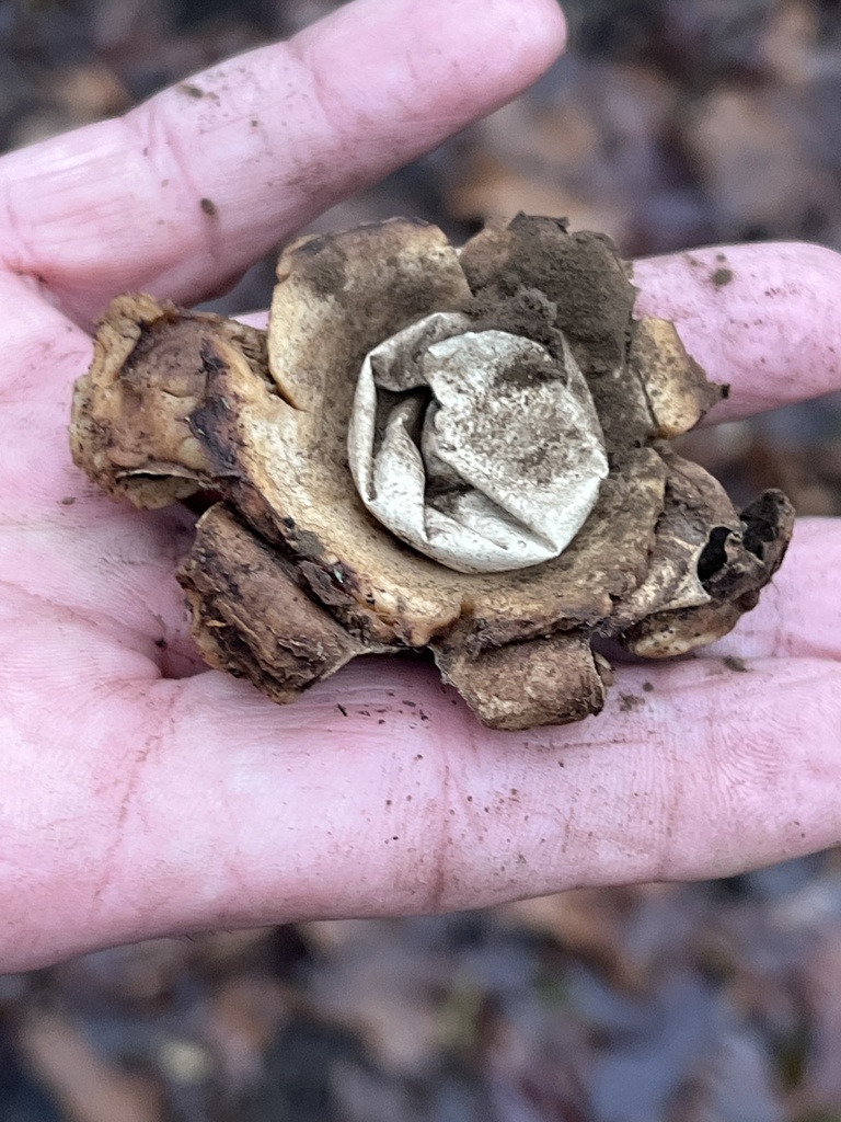 Geastrum michelianum · January 2026 · photo: © daisyfinniear (iNaturalist, cc0)