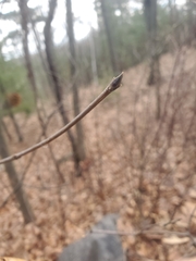 Viburnum acerifolium