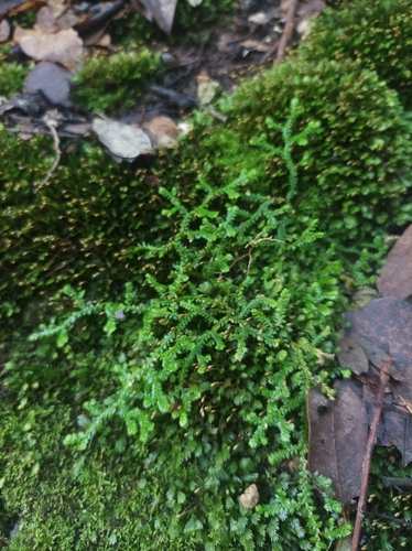 Mediterranean clubmoss