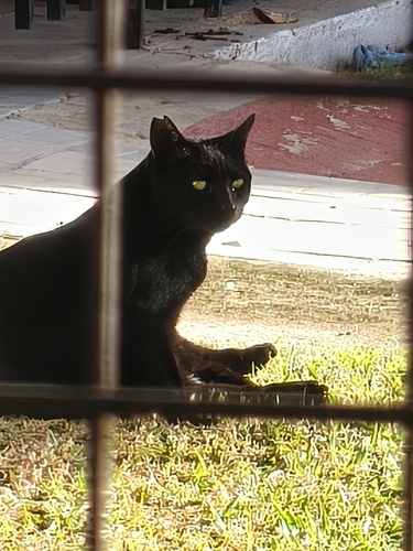 Avistamiento Gato montés (Sierra Nevada)