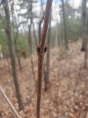 Viburnum acerifolium