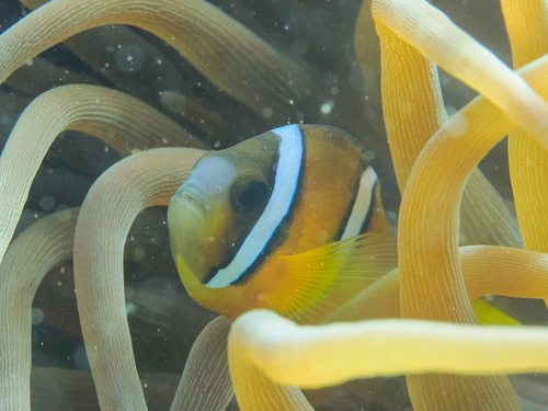 Amphiprion clarkii