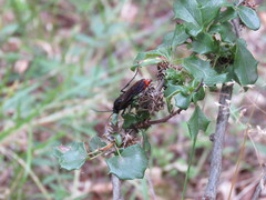 Elaphroptera nigripennis
