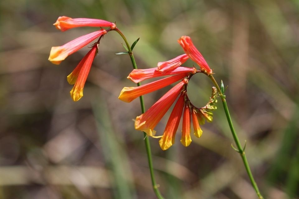 Spigelia pulchella