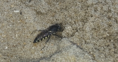 Stictia