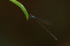 Nesobasis selysi