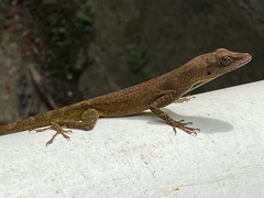 Anolis luciae