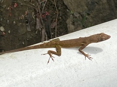Anolis luciae