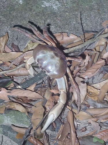 Gecarcoidea humei observed 2026-02-21