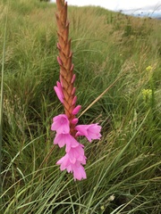 Watsonia densiflora