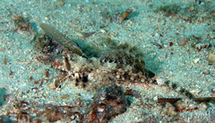 Dactylopus kuiteri