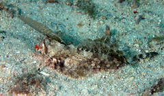 Dactylopus kuiteri