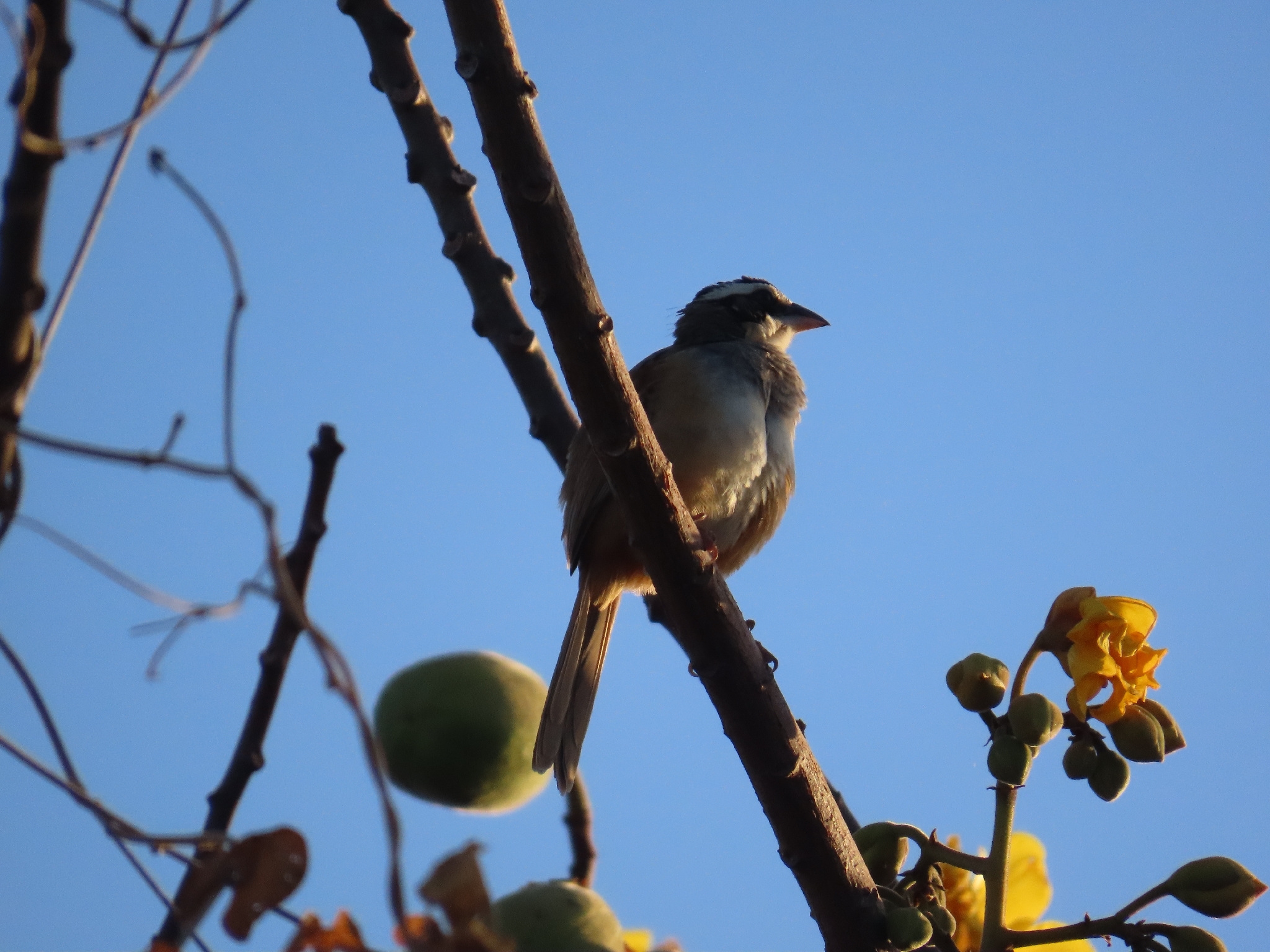 Stripe-headed Sparrow (Peucaea ruficauda), photo 5