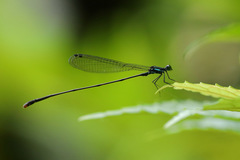 Nesobasis selysi