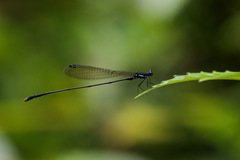 Nesobasis selysi