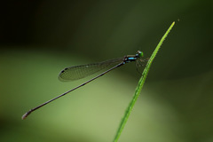 Nesobasis selysi