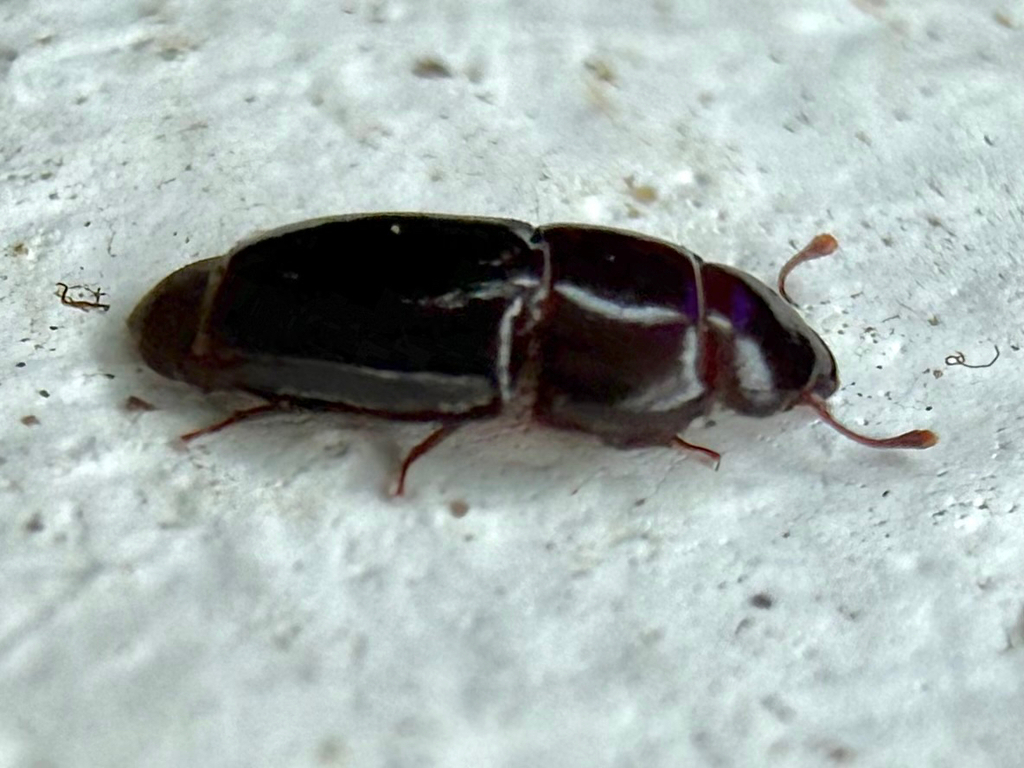 Platyarcha