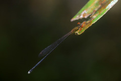 Nesobasis rufostigma