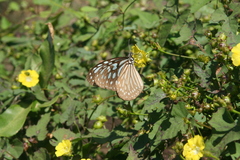 Ideopsis